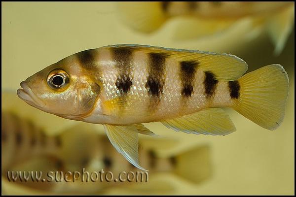 Neolamprologus sexfasciatus (Gold)